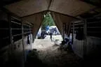 Bundesmeisterschaft Noriker + Haflinger Bild 3