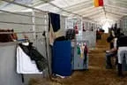 Bundesmeisterschaft Noriker + Haflinger Bild 4