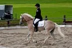 Bundesmeisterschaft Noriker + Haflinger Bild 13