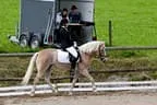 Bundesmeisterschaft Noriker + Haflinger Bild 14
