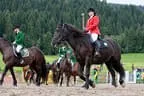 Bundesmeisterschaft Noriker + Haflinger Bild 21