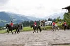 Bundesmeisterschaft Noriker + Haflinger Bild 25