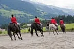 Bundesmeisterschaft Noriker + Haflinger Bild 32