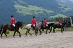Bundesmeisterschaft Noriker + Haflinger Bild 34