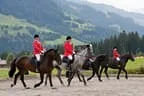Bundesmeisterschaft Noriker + Haflinger Bild 35