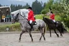 Bundesmeisterschaft Noriker + Haflinger Bild 41