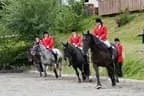 Bundesmeisterschaft Noriker + Haflinger Bild 43