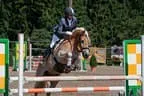 Bundesmeisterschaft Noriker + Haflinger Bild 69