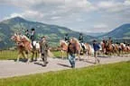 Bundesmeisterschaft Noriker + Haflinger Bild 91