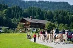 Bundesmeisterschaft Noriker + Haflinger Bild 92