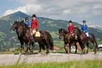 Bundesmeisterschaft Noriker + Haflinger Bild 108