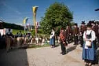 Bundesmeisterschaft Noriker + Haflinger Bild 117