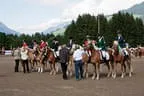 Bundesmeisterschaft Noriker + Haflinger Bild 134