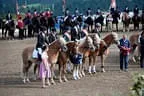 Bundesmeisterschaft Noriker + Haflinger Bild 157