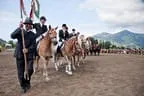 Bundesmeisterschaft Noriker + Haflinger Bild 175