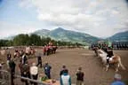 Bundesmeisterschaft Noriker + Haflinger Bild 178