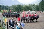 Bundesmeisterschaft Noriker + Haflinger Bild 190