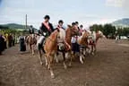 Bundesmeisterschaft Noriker + Haflinger Bild 195