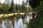 Königfischen Lärchenteich Bild 4