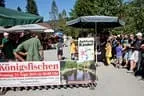 Königfischen Lärchenteich Bild 11