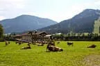 Brixner Almfestl Bild 4