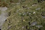 Herbstimpressionen im Windautal Bild 125