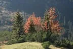 Herbstimpressionen im Windautal Bild 128