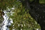 Herbstflug vim Lodron Bild 2