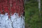 Herbstflug vim Lodron Bild 12
