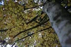 Herbstflug vim Lodron Bild 20