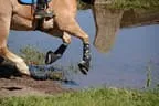 Tiroler Meisterschaft - Vielseitigkeit - Reiten