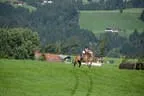 Tiroler Meisterschaft - Vielseitigkeit - Reiten Bild 43