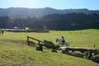 Tiroler Meisterschaft - Vielseitigkeit - Reiten Bild 51