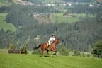 Tiroler Meisterschaft - Vielseitigkeit - Reiten Bild 61