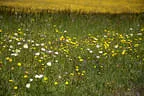 Sommer Impressionen Bild 6